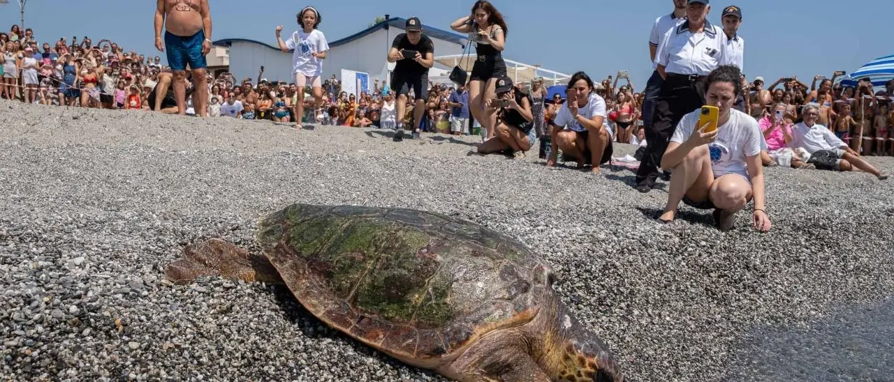 Brancaleone, la tartaruga caretta caretta Rea torna libera in mare dopo le cure