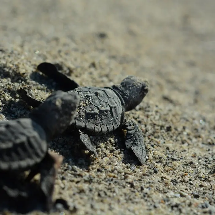 Prima schiusa di tartarughe Caretta caretta a Paola, sorpresa ed emozione tra i bagnanti