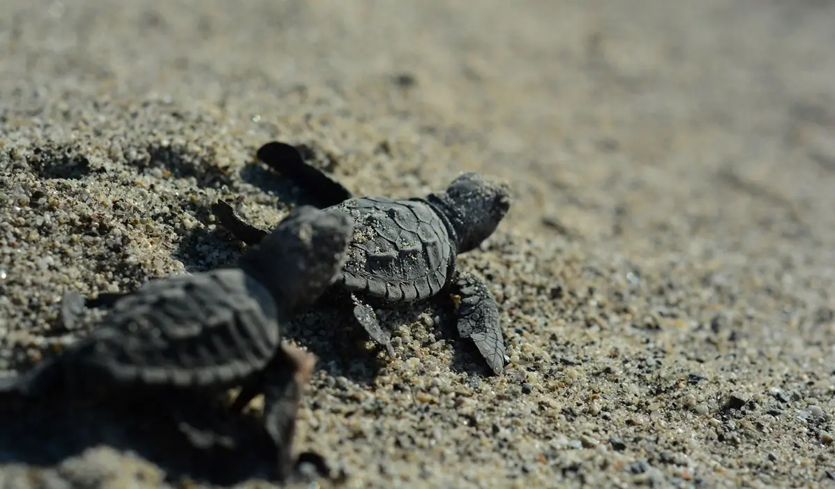 Prima schiusa di tartarughe Caretta caretta a Paola, sorpresa ed emozione tra i bagnanti