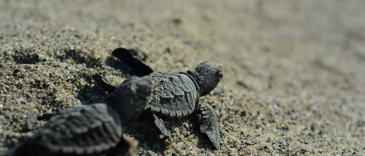 Prima schiusa di tartarughe Caretta caretta a Paola, sorpresa ed emozione tra i bagnanti
