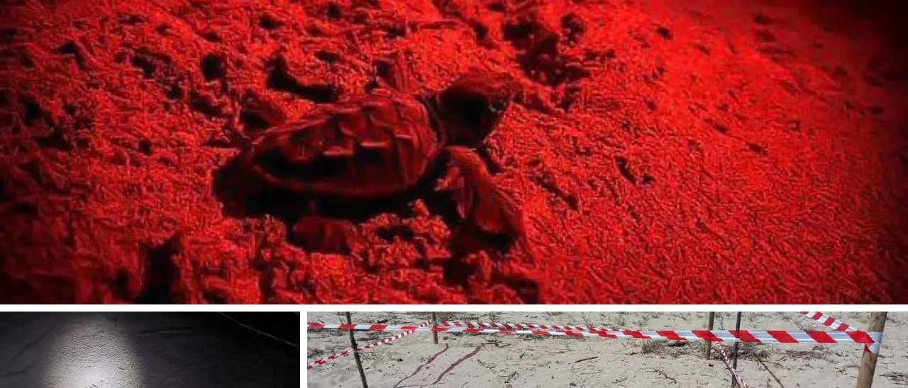 Tartarughe marine, la magia si ripete a Cassano All’Ionio: nati 63 esemplari. Il sindaco: «Qui un’oasi naturale che resiste»