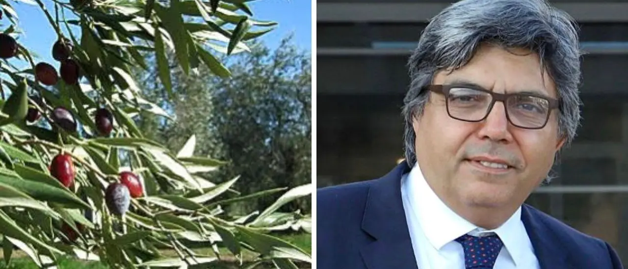 La Pennulara, varietà di olivo tutta calabrese che arriva dal Medioevo: nasce l’associazione dei produttori