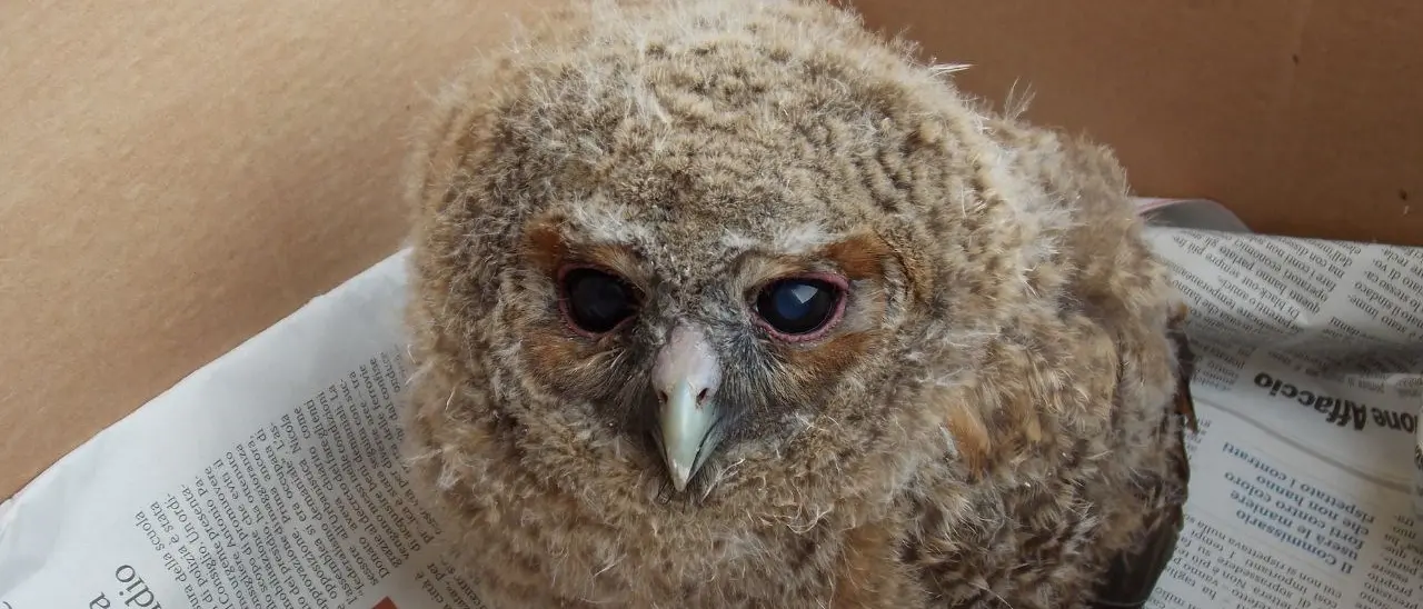 Caccia, Wwf contro la Regione Calabria: «Noi salviamo gli animali e loro anticipano la stagione venatoria»