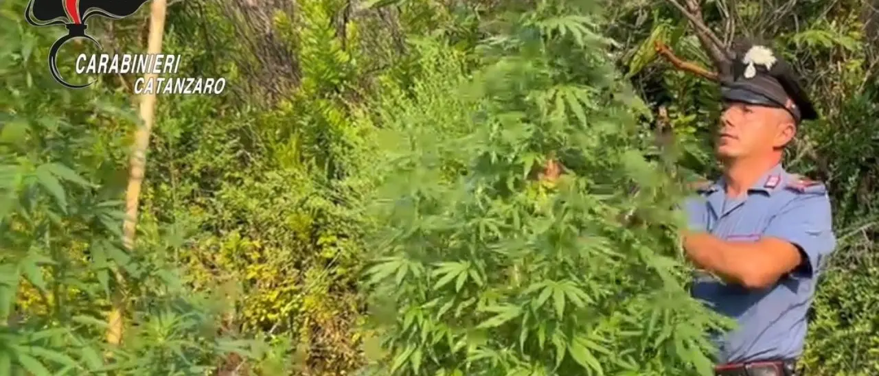 Droga, sorpreso a coltivare una piantagione di marijuana: 37enne arrestato nel Catanzarese