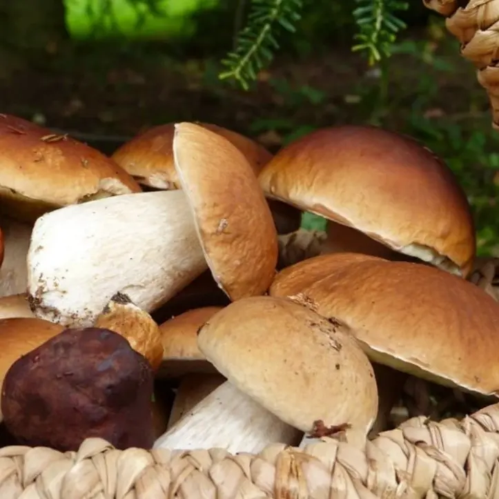 Va in cerca di funghi nei boschi vibonesi ma cade in un dirupo e resta intrappolato sotto alcuni tronchi, salvato