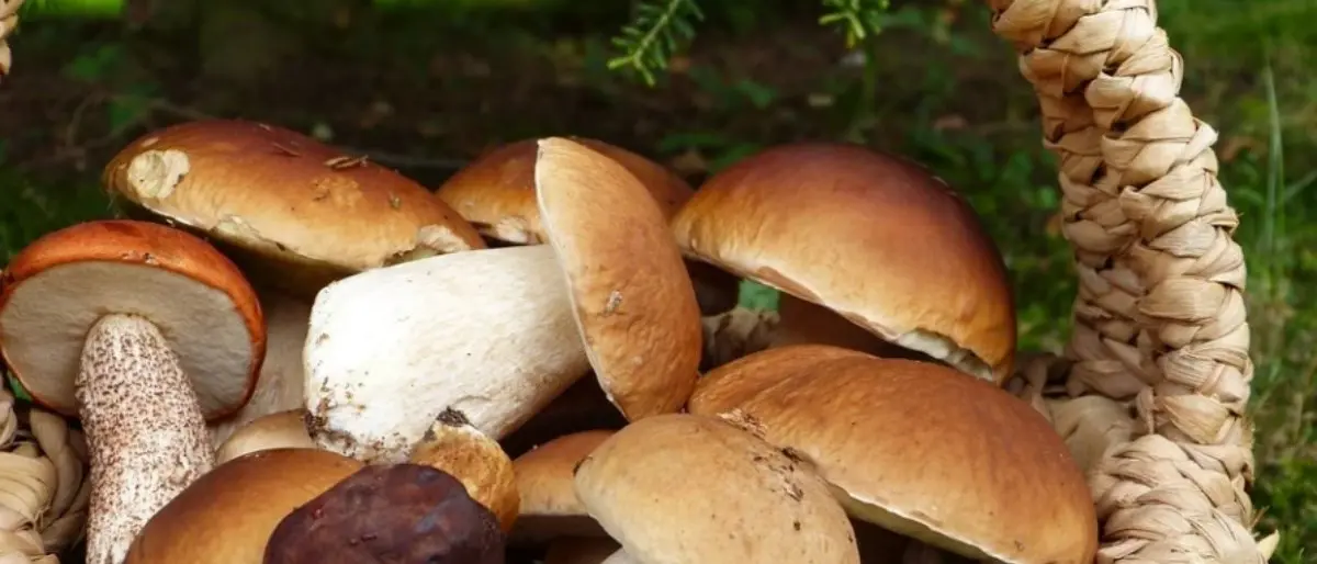 Va in cerca di funghi nei boschi vibonesi ma cade in un dirupo e resta intrappolato sotto alcuni tronchi, salvato