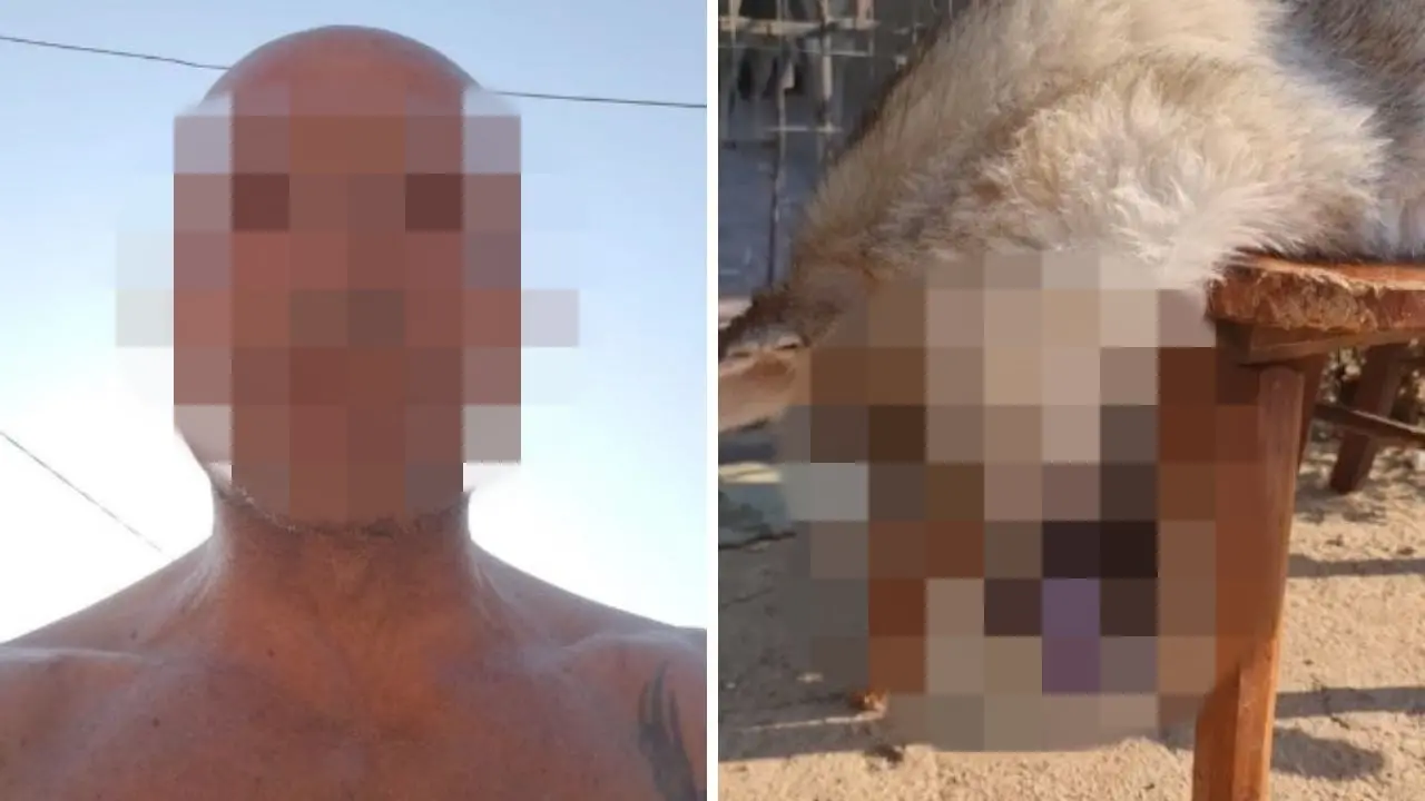 Mostra in un video su Facebook il cane «sacrificato a Satana», shock a Reggio Calabria