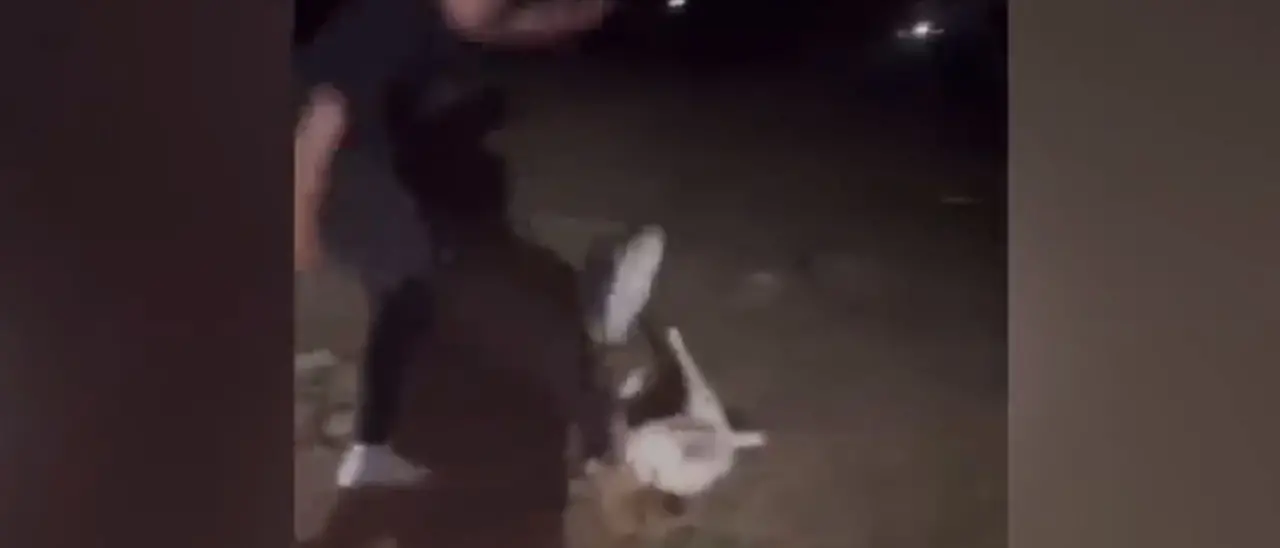 Uccidono una capretta a calci e mettono tutto sui social: denunciati alcuni 18enni di “buona famiglia”