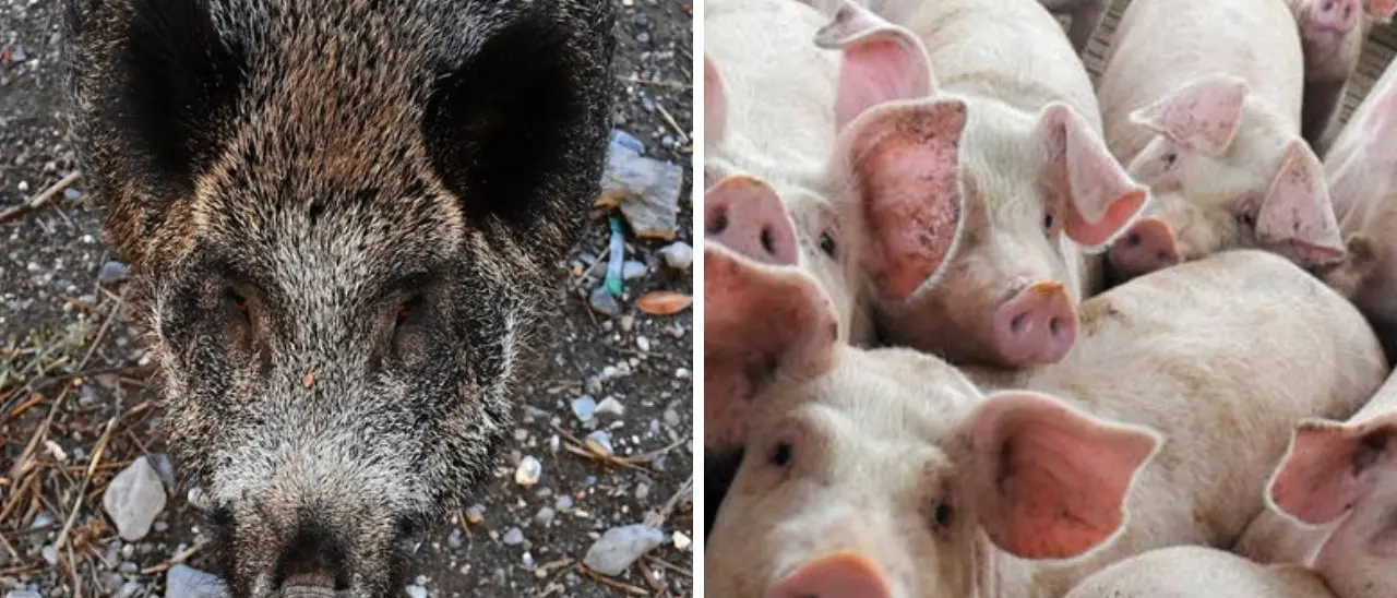 Cinghiali, Regioni a confronto con il Governo: chiesta la possibilità di intervento della forza pubblica