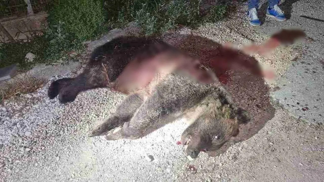 Uccisa a fucilate l’orsa Amarena, simbolo del Parco nazionale d’Abruzzo: si cercano i suoi due cuccioli