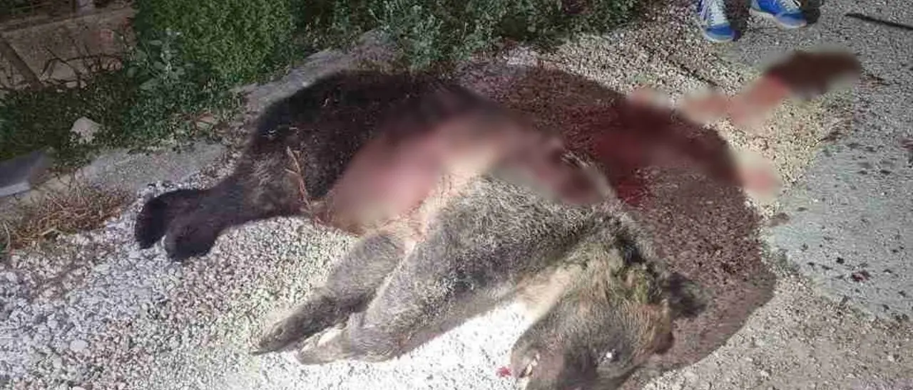 Uccisa a fucilate l’orsa Amarena, simbolo del Parco nazionale d’Abruzzo: si cercano i suoi due cuccioli