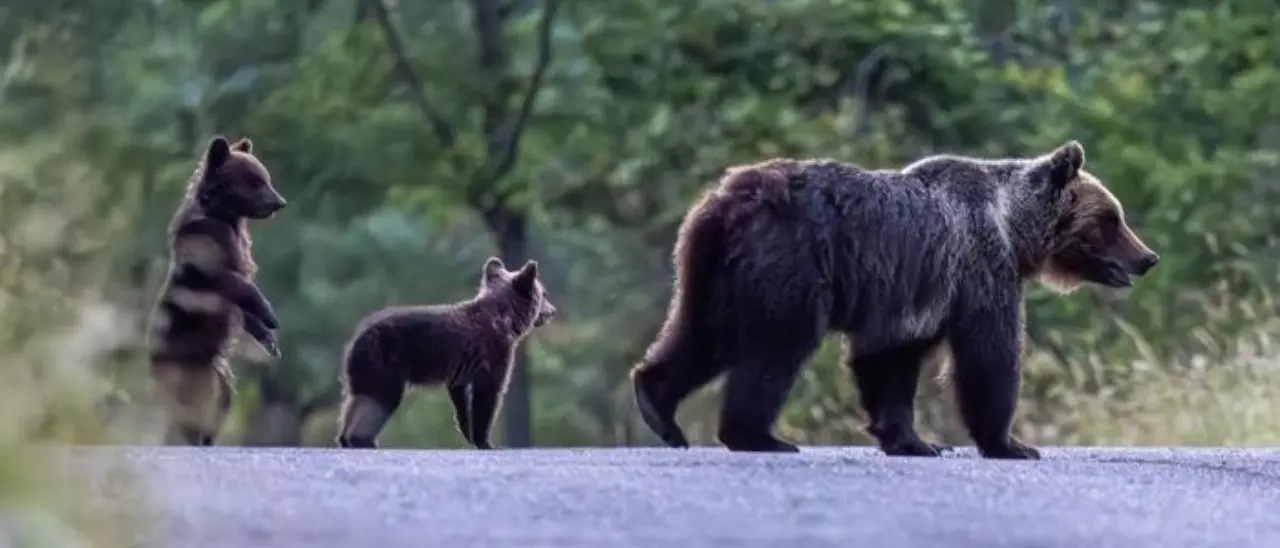 Abruzzo, l’uomo che ha sparato all’orsa Amarena: «Non volevo uccidere. È entrata nella mia proprietà e ho avuto paura»