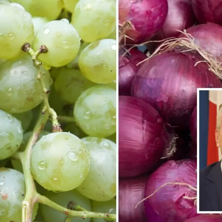 Uva e cipolla rossa minacciate dalla peronospora, la Regione chiede lo stato di calamità naturale