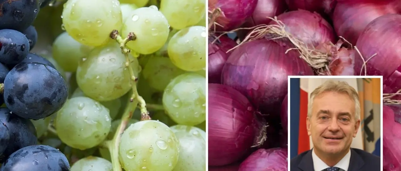 Uva e cipolla rossa minacciate dalla peronospora, la Regione chiede lo stato di calamità naturale