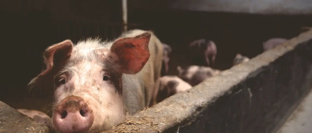 Peste suina, nella nuova ordinanza più controlli sulle carni e deroghe per la movimentazione degli animali