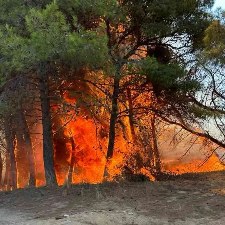 Isola Capo Rizzuto, in fiamme il bosco del Sovereto. Il sindaco: «Il veto per le edificazioni verrà rafforzato»