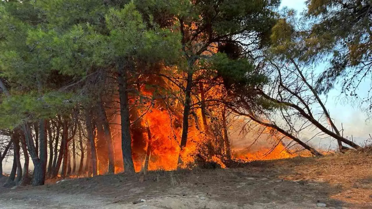 Isola Capo Rizzuto, in fiamme il bosco del Sovereto. Il sindaco: «Il veto per le edificazioni verrà rafforzato»