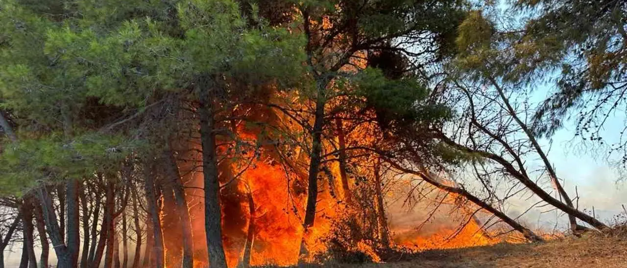 Isola Capo Rizzuto, in fiamme il bosco del Sovereto. Il sindaco: «Il veto per le edificazioni verrà rafforzato»