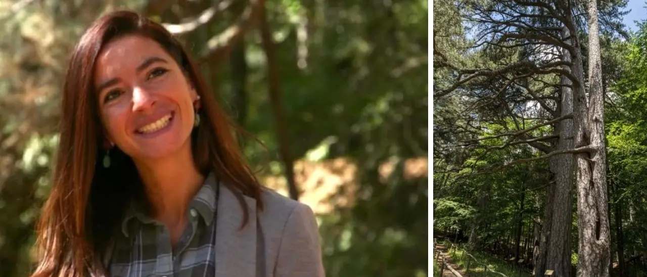 I Giganti della Sila e la valorizzazione del Fai, Simona Lo Bianco: «Registriamo 30mila visitatori all’anno»