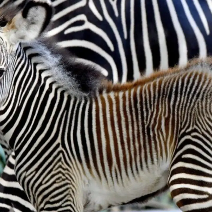 Al Bioparco di Roma è nata una zebra di Grevy, specie rara che rischia di scomparire dal Pianeta