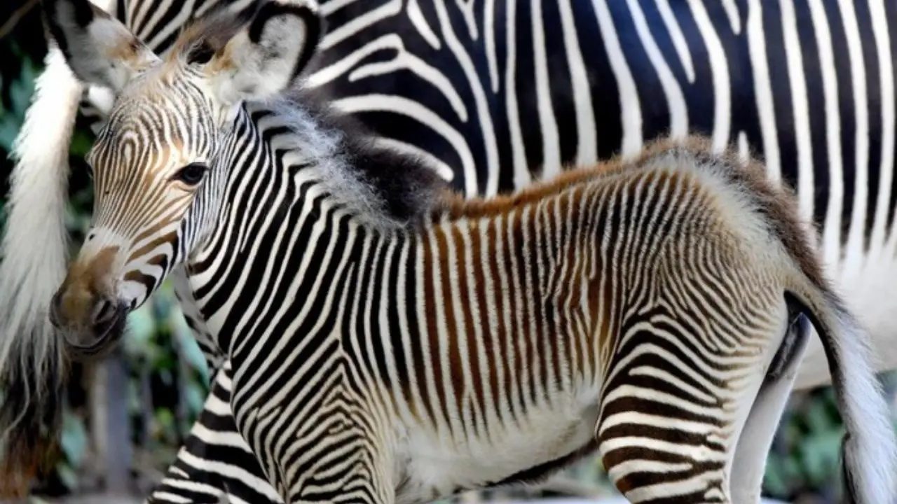 Al Bioparco di Roma è nata una zebra di Grevy, specie rara che rischia di scomparire dal Pianeta