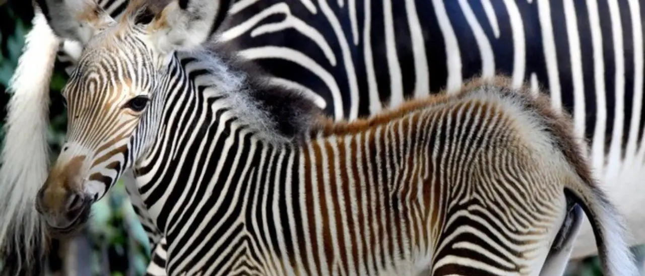 Al Bioparco di Roma è nata una zebra di Grevy, specie rara che rischia di scomparire dal Pianeta
