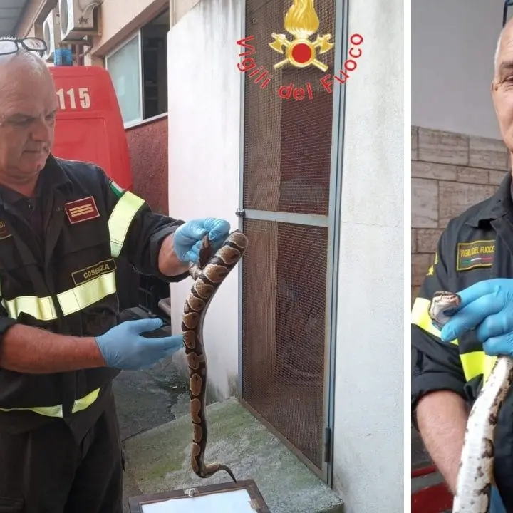 Pitone reale a spasso nel centro di Amantea, recuperato dai vigili del fuoco