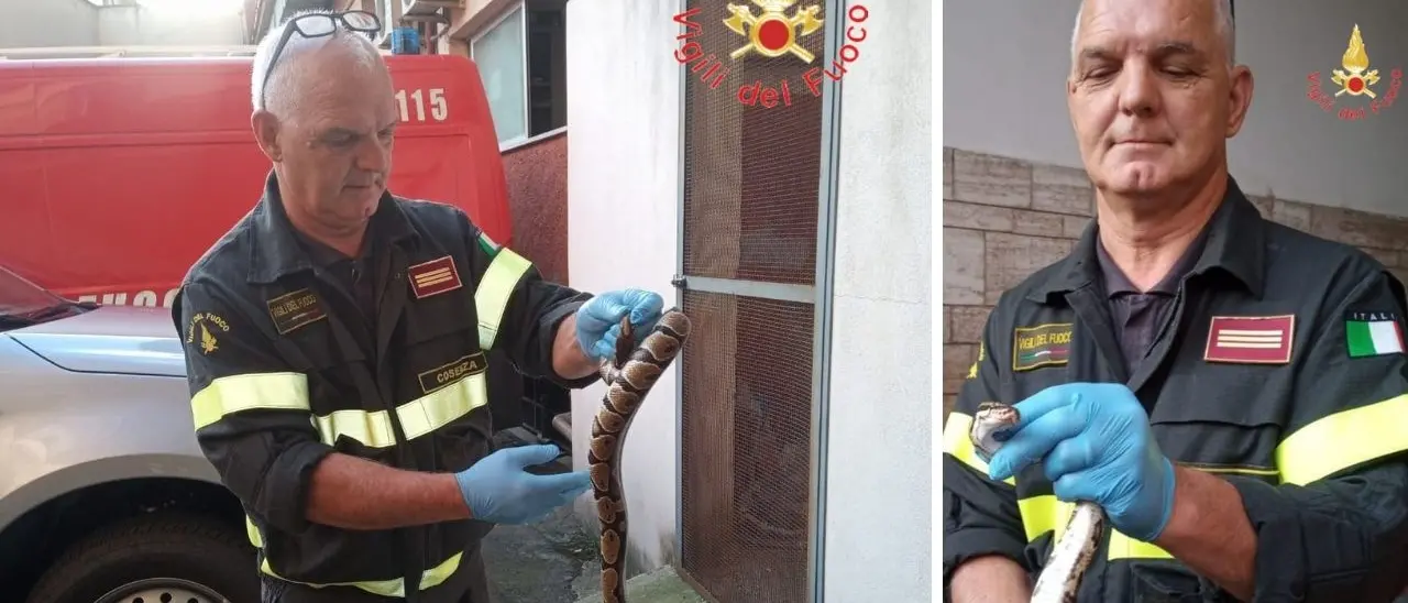 Pitone reale a spasso nel centro di Amantea, recuperato dai vigili del fuoco