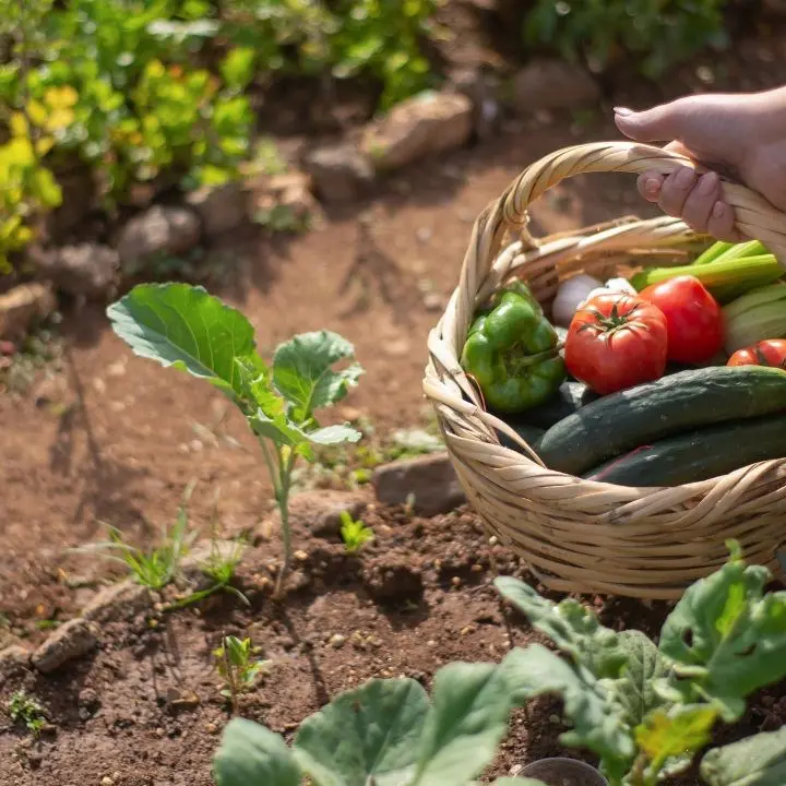 Il biologico spinge l’agricoltura made in Calabria: è tra le regioni con più coltivazioni