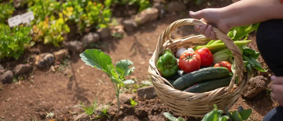 Il biologico spinge l’agricoltura made in Calabria: è tra le regioni con più coltivazioni