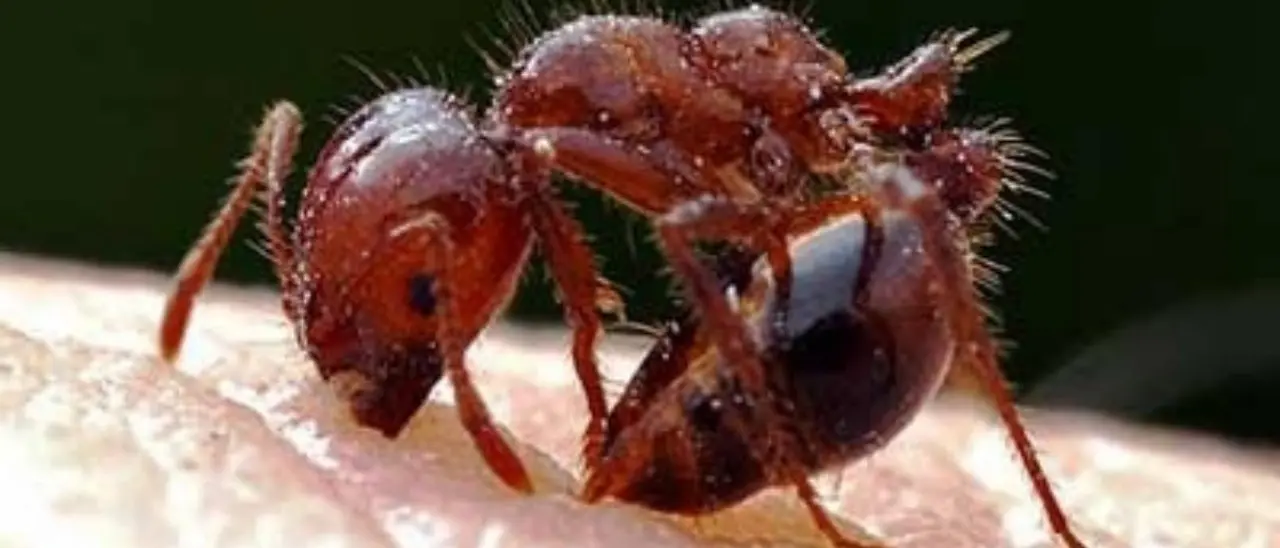 Arriva in Italia la formica di fuoco, una delle specie più invasive: rischi per ecosistemi, agricoltura e salute
