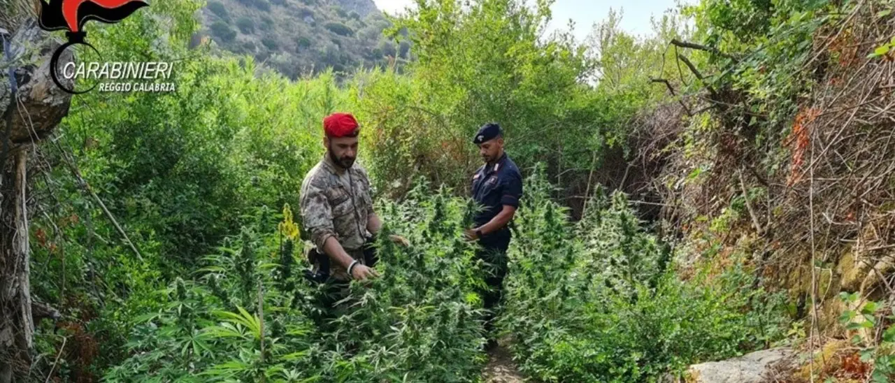 Scoperta una piantagione di canapa indiana nel Reggino, distrutte 100 piante