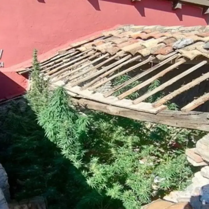 Aveva una piantagione di marijuana in casa, arrestato un 56enne nel Reggino