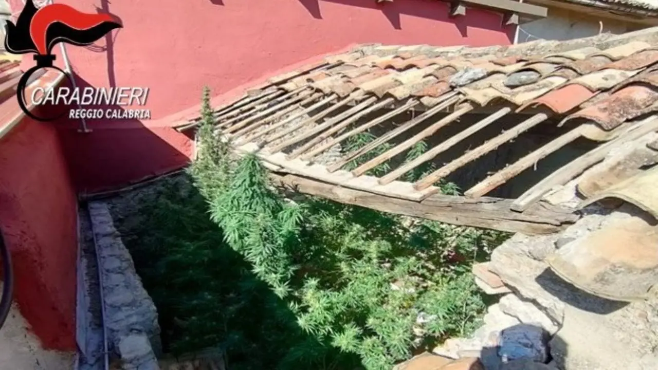 Aveva una piantagione di marijuana in casa, arrestato un 56enne nel Reggino