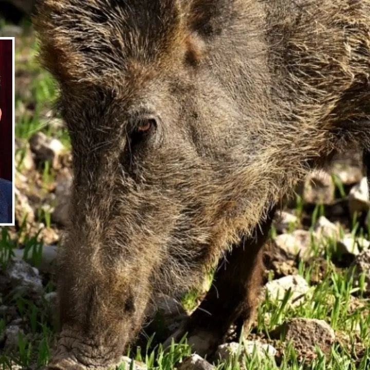 Caccia al cinghiale e rischi causati dai sottoprodotti di origine animale: Laghi interroga Occhiuto