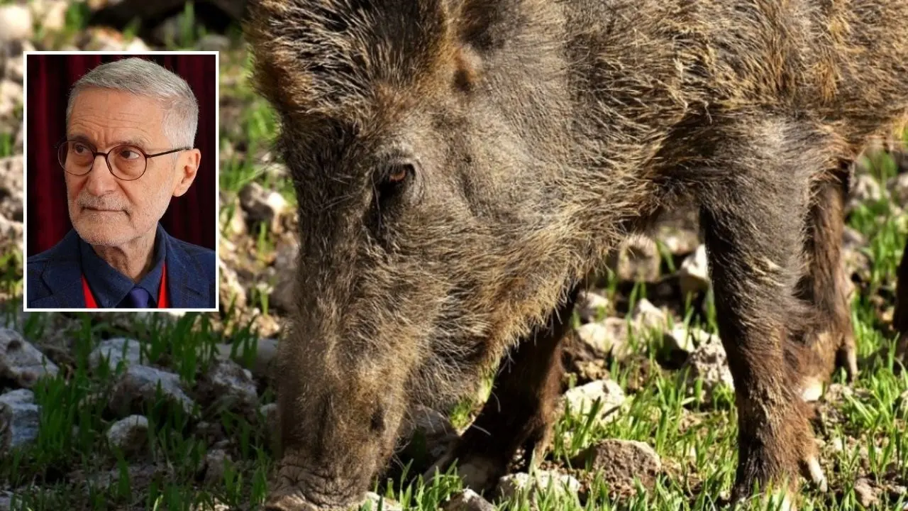 Caccia al cinghiale e rischi causati dai sottoprodotti di origine animale: Laghi interroga Occhiuto