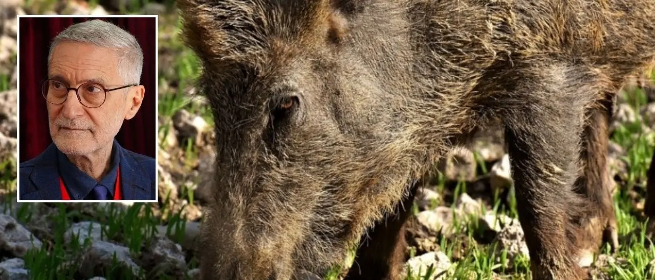 Caccia al cinghiale e rischi causati dai sottoprodotti di origine animale: Laghi interroga Occhiuto