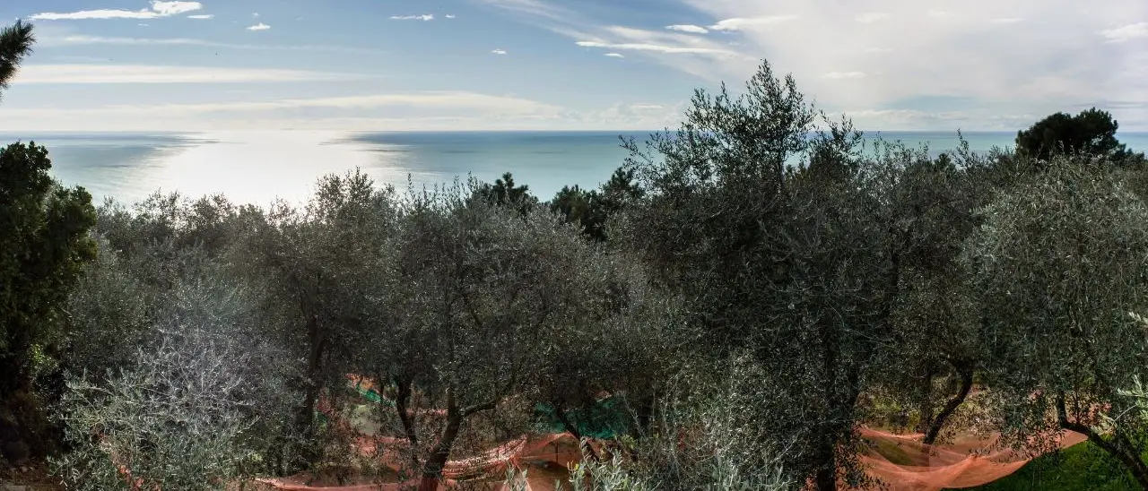 Chi raccoglie le olive? «Anche senza reddito di cittadinanza in Calabria non troviamo nessuno, si vergognano»