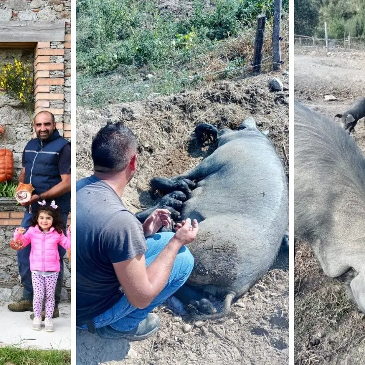 Un allevamento di suino nero nel cuore della Sila Catanzarese: «Prodotti di qualità che ricordano i profumi di una volta»