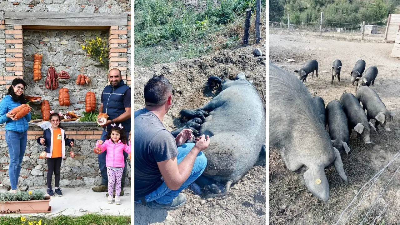 Un allevamento di suino nero nel cuore della Sila Catanzarese: «Prodotti di qualità che ricordano i profumi di una volta»