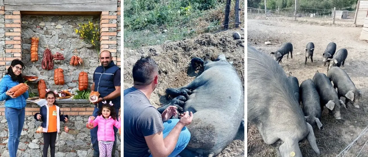 Un allevamento di suino nero nel cuore della Sila Catanzarese: «Prodotti di qualità che ricordano i profumi di una volta»