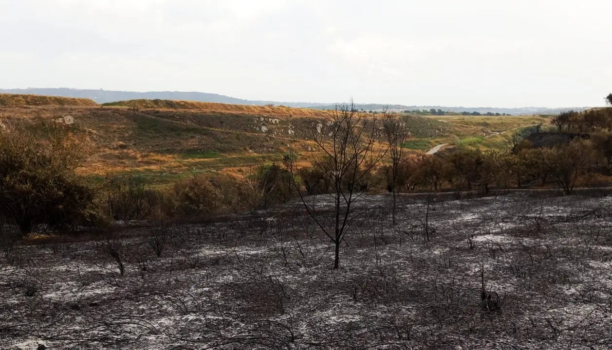 Incendi nel Vibonese, la rabbia e lo sconforto dei cittadini: «Dei sacrifici di una vita non resta che cenere»