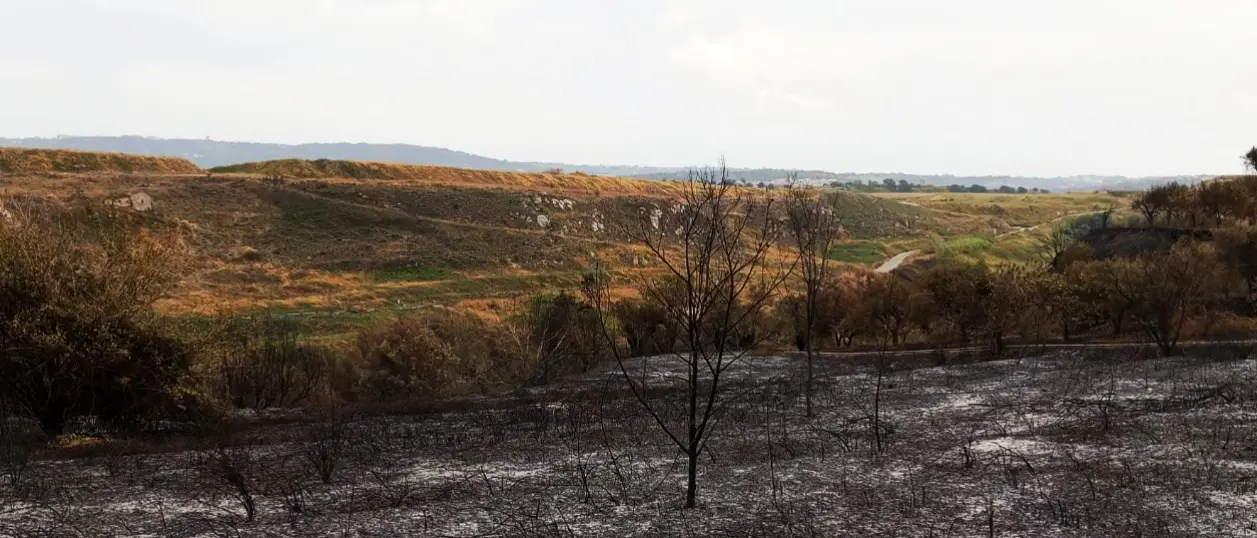 Incendi nel Vibonese, la rabbia e lo sconforto dei cittadini: «Dei sacrifici di una vita non resta che cenere»