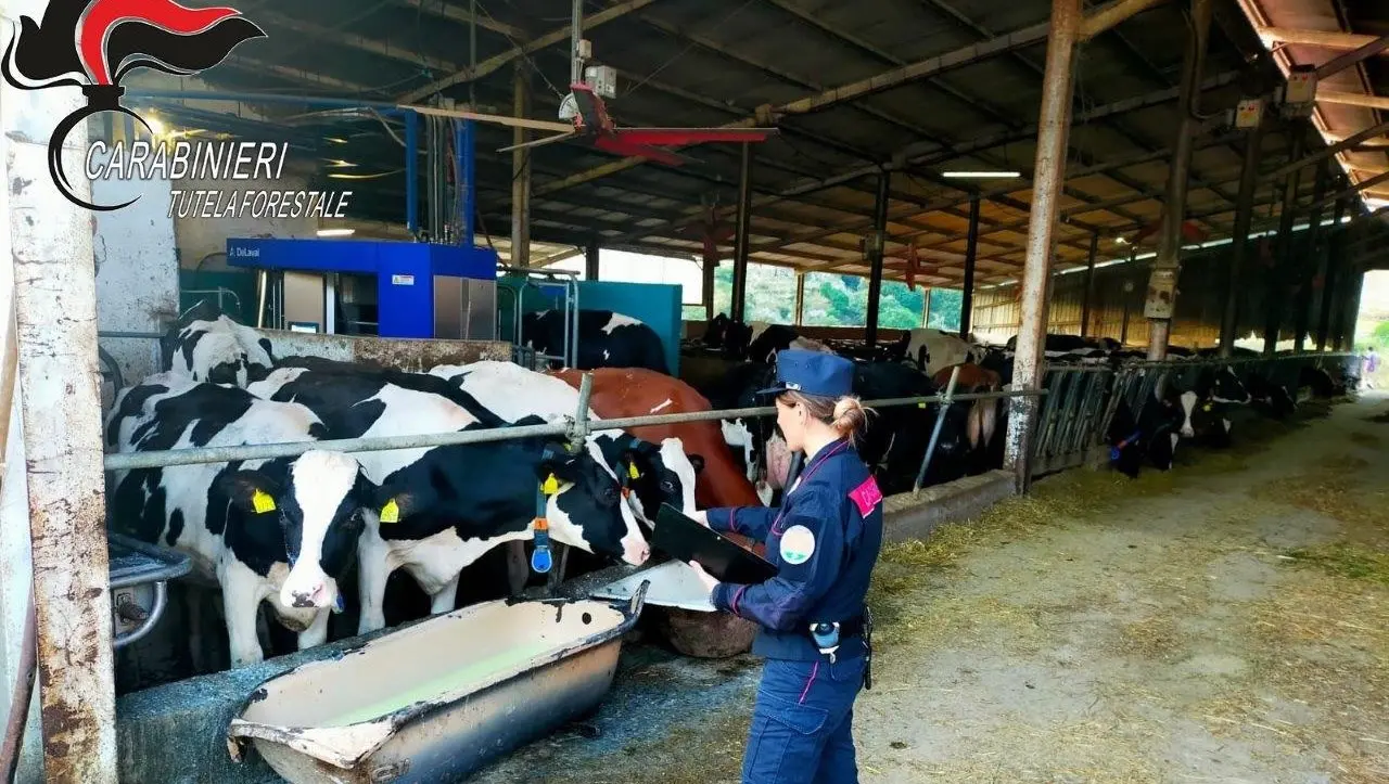 Scarichi non depurati nel fiume Busento, sequestrata azienda zootecnica nel Cosentino