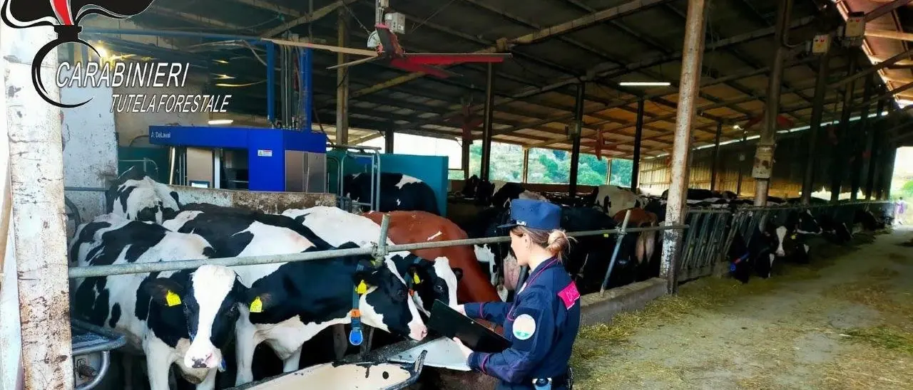 Scarichi non depurati nel fiume Busento, sequestrata azienda zootecnica nel Cosentino
