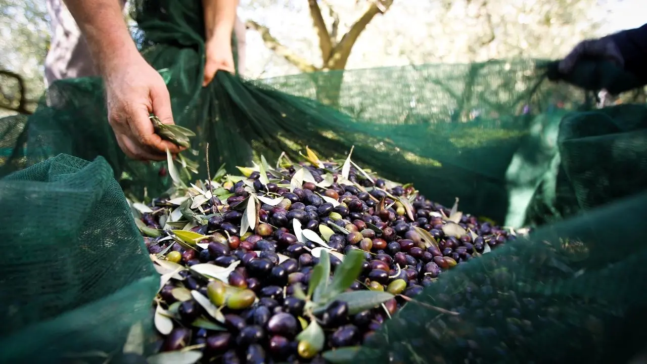 Toh, ora chi vuole raccogliere le olive c’è: «Ma la paga sindacale non gli basta, così è un ricatto»