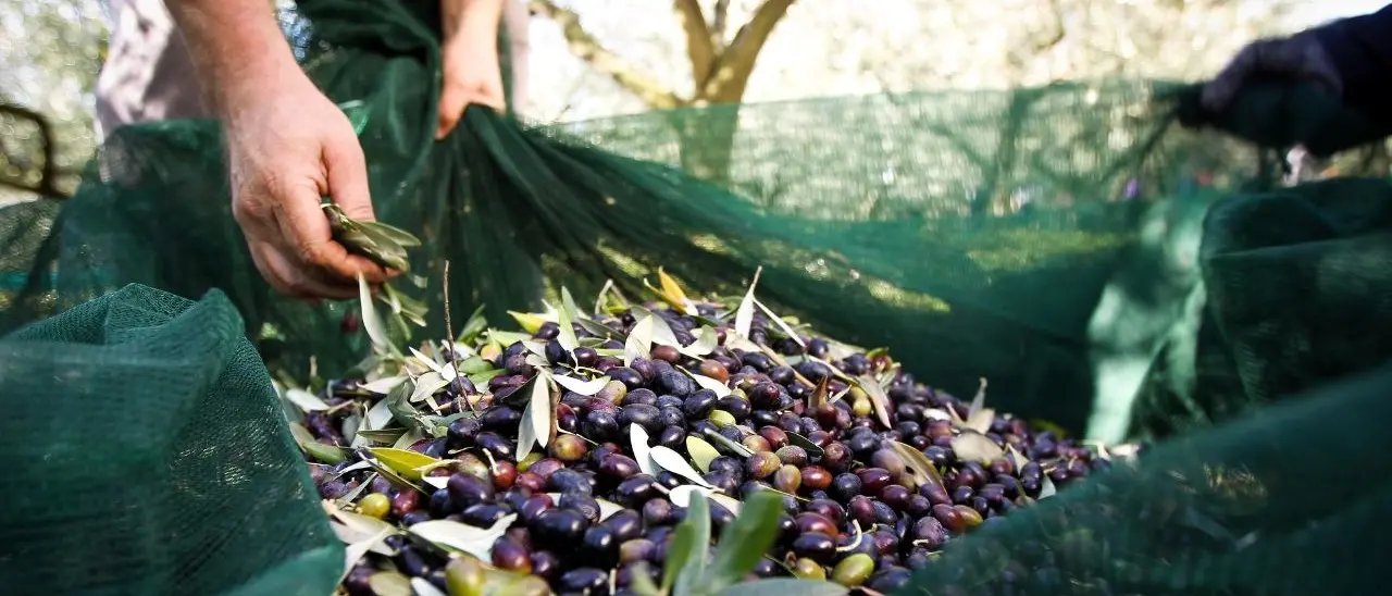 Toh, ora chi vuole raccogliere le olive c’è: «Ma la paga sindacale non gli basta, così è un ricatto»