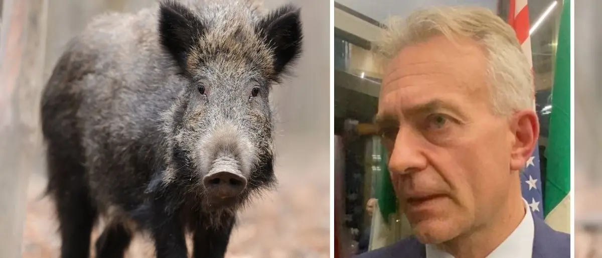 Emergenza cinghiali, la Regione approva le linee guida per il controllo e la sorveglianza sanitaria