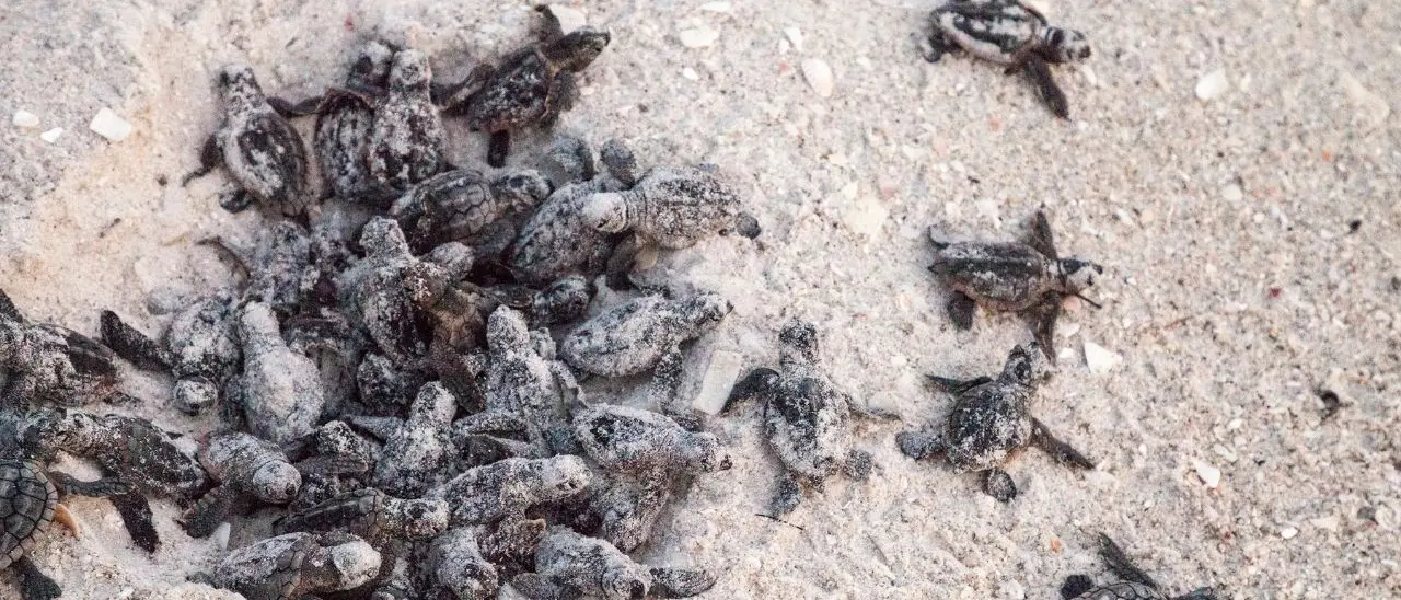 Tartarughe Caretta caretta, in Calabria è record di nidi: si stima la nascita di 6mila nuovi esemplari