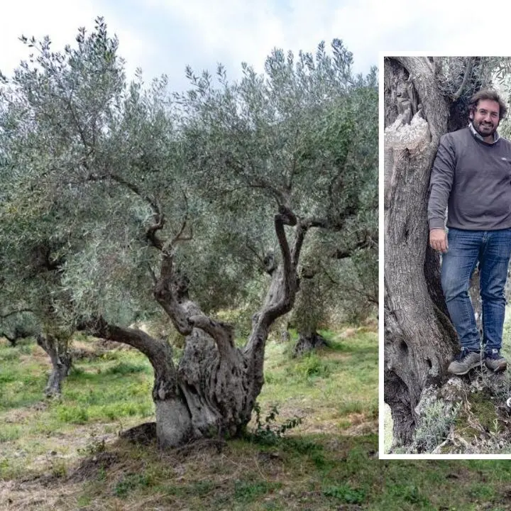 Lasciano tutto per recuperare l’uliveto di famiglia, l’olio prodotto dalla loro azienda premiato da Gambero Rosso